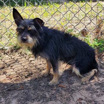 Berlioz -  Yorkshire Terrier and Mixed Breed Dog for Adoption in Houston, Texas - Berlioz | PetCurious