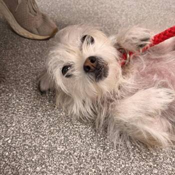 Lil Bit -  Terrier and Mixed Breed Dog for Adoption in Durango, Colorado - Lil Bit | PetCurious