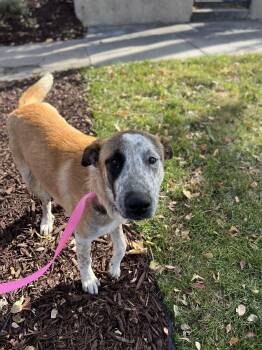 Rescue Australian Cattle Dog Blue Heeler and German Shepherd Dog Dogs for Adoption in Fort Collins, Colorado - Pluto | PetCurious