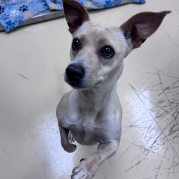 Ghost -  Mixed Breed Dog for Adoption in Winston-salem, North Carolina - Ghost | PetCurious