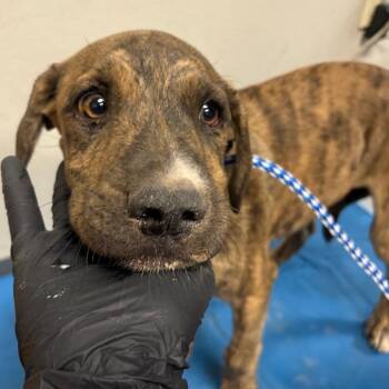 Burnie -  Pit Bull Terrier Dog for Adoption in Yuma, Arizona - Burnie | PetCurious