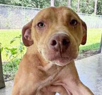 RAINE -  Mixed Breed Dog for Adoption in Fernandina Beach, Florida - RAINE | PetCurious