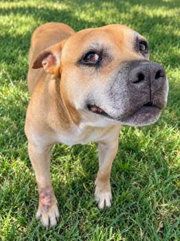 Boudinand *Senior* -  Pit Bull Terrier Dog for Adoption in Troy, Alabama - Boudinand *Senior* | PetCurious