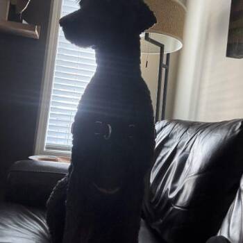Norman -  Standard Poodle Dog for Adoption in Courtice, Ontario - Norman | PetCurious