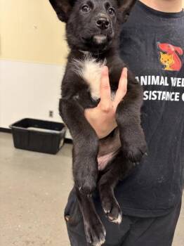 Pen 222 Elowen -  Shepherd and Siberian Husky Dog for Adoption in Lawrenceville, Georgia - Pen 222 Elowen | PetCurious