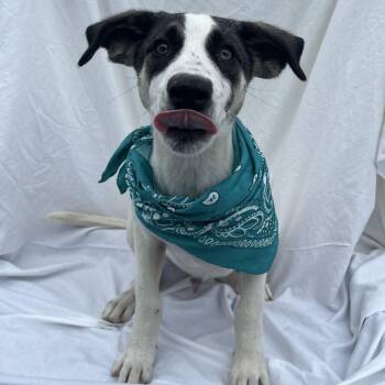 Vinnie -  Mixed Breed Dog for Adoption in Canal Winchester, Ohio - Vinnie | PetCurious