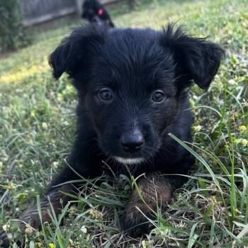 German Shepherd Dog and Labrador Retriever Dogs Available for Adoption in Fayetteville, Georgia - Celeste | PetCurious