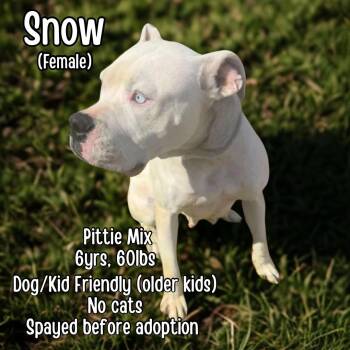 Rescue Terrier Dogs for Adoption in Lancaster, Kentucky - Snow | PetCurious