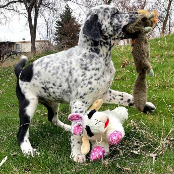 German Shorthaired Pointer and Dalmatian Dogs Available for Adoption - Brady | PetCurious