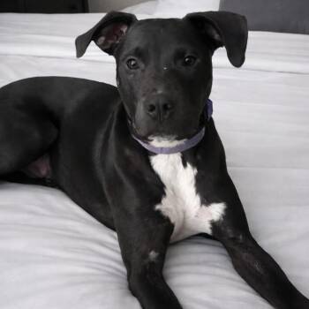 Labrador Retriever and Pit Bull Terrier Dogs Available for Adoption - Zeedo | PetCurious