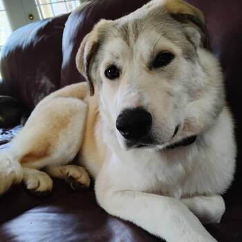Great Pyrenees and Shepherd Dogs Available for Adoption - Conrad | PetCurious