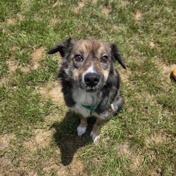 Huckleberry -  Border Collie Dog for Adoption in Shepherdsville, Kentucky - Huckleberry | PetCurious