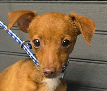 Big Boy -  Chihuahua Dog for Adoption in Newport, Tennessee - Big Boy | PetCurious