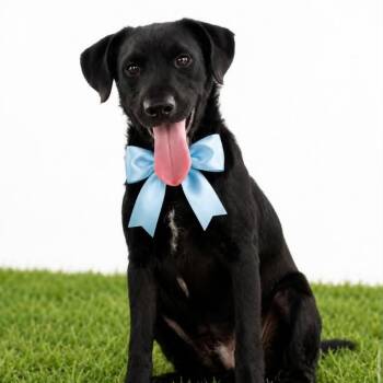 BALTO -  Labrador Retriever Dog for Adoption in Graham, Washington - BALTO | PetCurious