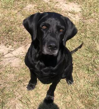 Rescue Black Labrador Retriever Dogs for Adoption in Magnolia Springs, Alabama - Bayou | PetCurious