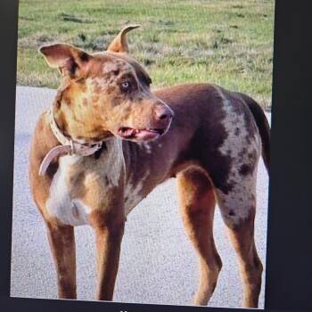 Catahoula Leopard Dog Dogs Available for Adoption - Patches | PetCurious