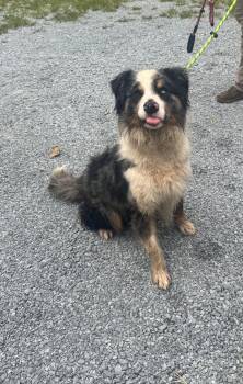 Cain -  Australian Shepherd Dog for Adoption in Elizabethtown, North Carolina - Cain | PetCurious