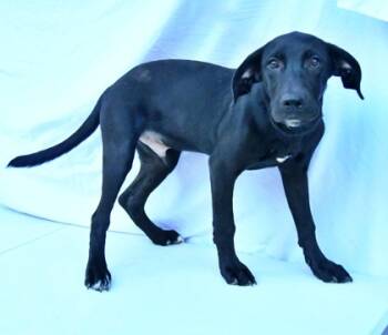 Rescue Standard Poodle and Mixed Breed Dogs for Adoption in Morton Grove, Illinois - Palmer | PetCurious