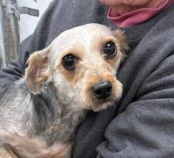 Mixed Breed Dogs Available for Adoption in Rehoboth, Massachusetts - Pico | PetCurious
