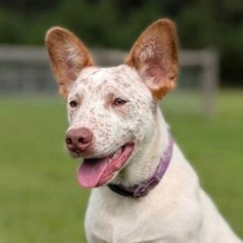 Chucky -  Australian Cattle Dog Blue Heeler and Terrier Dog for Adoption in Bloomfield, Connecticut - Chucky | PetCurious