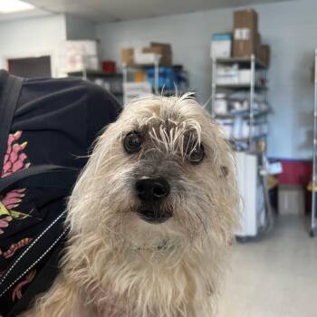 Kobi -  West Highland White Terrier Westie Dog for Adoption in East St. Louis, Illinois - Kobi | PetCurious
