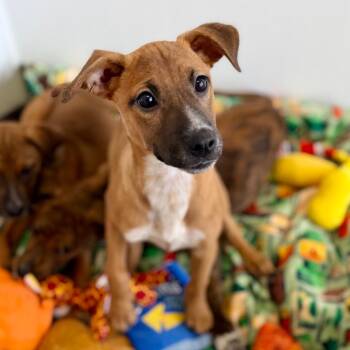 Celtic -  Shepherd and Mixed Breed Dog for Adoption in Green Bay, Wisconsin - Celtic | PetCurious