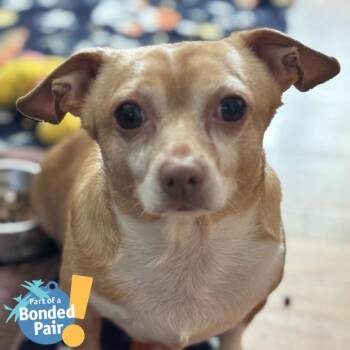 Mixed Breed Dogs Available for Adoption - Chubby Bunny | PetCurious