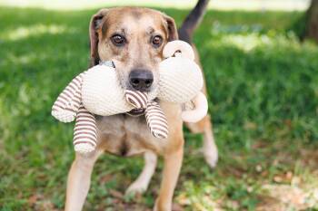 Copper -  Hound Dog for Adoption in Poplarville, Mississippi - Copper | PetCurious