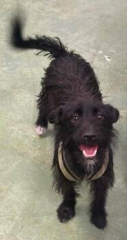 Rook -  Terrier Dog for Adoption in Anderson, California - Rook | PetCurious