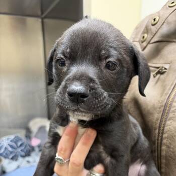 Chewy -  Black Labrador Retriever Dog for Adoption in Palestine, Texas - Chewy | PetCurious