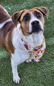 ELLA -  Mixed Breed Dog for Adoption in Newton, North Carolina - ELLA | PetCurious