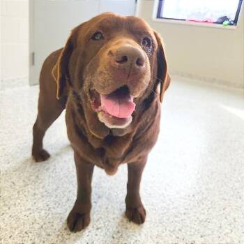 Chocolate Labrador Retriever Dogs Available for Adoption - Beauty | PetCurious