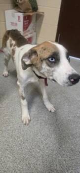 Rescue Mixed Breed Dogs for Adoption in Reidsville, North Carolina - Cole | PetCurious
