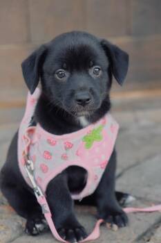 Cinderella -  Chiweenie and Dachshund Dog for Adoption in San Diego, California - Cinderella | PetCurious