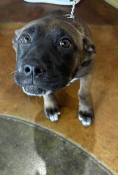 DIVA -  Belgian Shepherd Malinois and German Shepherd Dog Dog for Adoption in Texas City, Texas - DIVA | PetCurious
