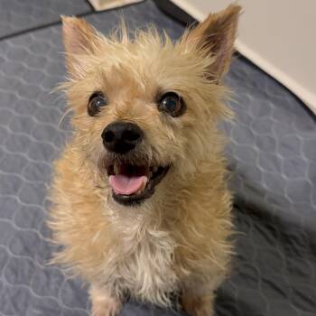 Oscar "The Grouch" -  Yorkshire Terrier and Terrier Dog for Adoption in Hondo, Texas - Oscar "The Grouch" | PetCurious
