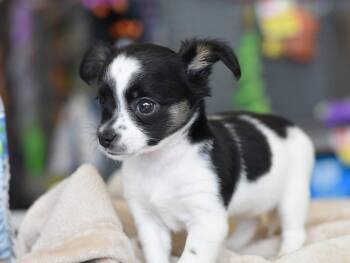Camille -  Chihuahua Dog for Adoption in Montgomery, Texas - Camille | PetCurious