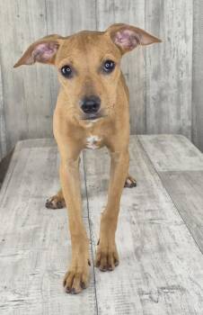 Prada -  Rat Terrier and Mixed Breed Dog for Adoption in Shreveport, Louisiana - Prada | PetCurious