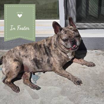 Gamora (Mo Mo) -  French Bulldog Dog for Adoption in Chico, California - Gamora (Mo Mo) | PetCurious