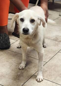 Brandy -  Terrier and Mixed Breed Dog for Adoption in Morristown, New Jersey - Brandy | PetCurious
