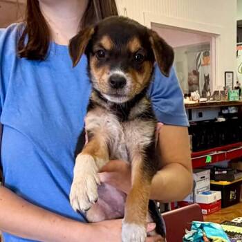 Rapunzel -  Labrador Retriever Dog for Adoption in Semmes, Alabama - Rapunzel | PetCurious