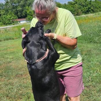 ANGEL -  Black Labrador Retriever Dog for Adoption in Chicopee, Massachusetts - ANGEL | PetCurious