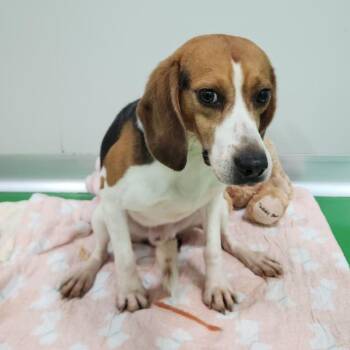 Beagle Dogs Available for Adoption in Nowata, Oklahoma - Mark | PetCurious