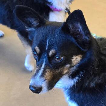 Corgi and Australian Shepherd Dogs Available for Adoption in Wickenburg, Arizona - Frank | PetCurious