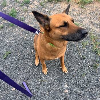 Percy -  Belgian Shepherd Malinois Dog for Adoption in Cheyenne, Wyoming - Percy | PetCurious