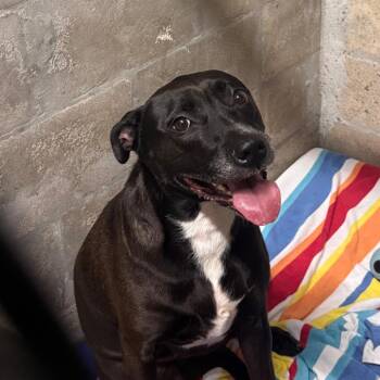 Aqua -  Black Labrador Retriever and Terrier Dog for Adoption in Clearwater, Florida - Aqua | PetCurious