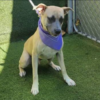 Winston -  American Staffordshire Terrier Dog for Adoption in Magnolia, Texas - Winston | PetCurious