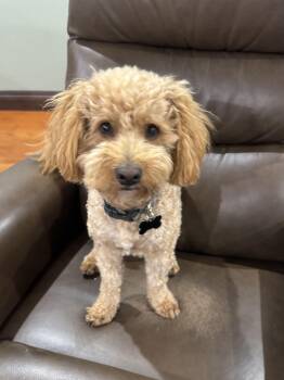 Maltipoo Dogs Available for Adoption in Tustin, California - Brownie -available For Adoption  | PetCurious