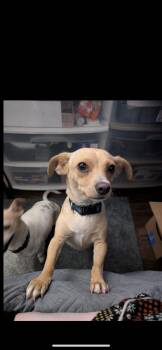Bunny -  Chihuahua and Miniature Dachshund Dog for Adoption in New Haven, Connecticut - Bunny | PetCurious