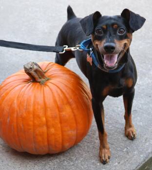 Rescue Miniature Pinscher Dogs for Adoption in Harrison, New York - Shadow | PetCurious